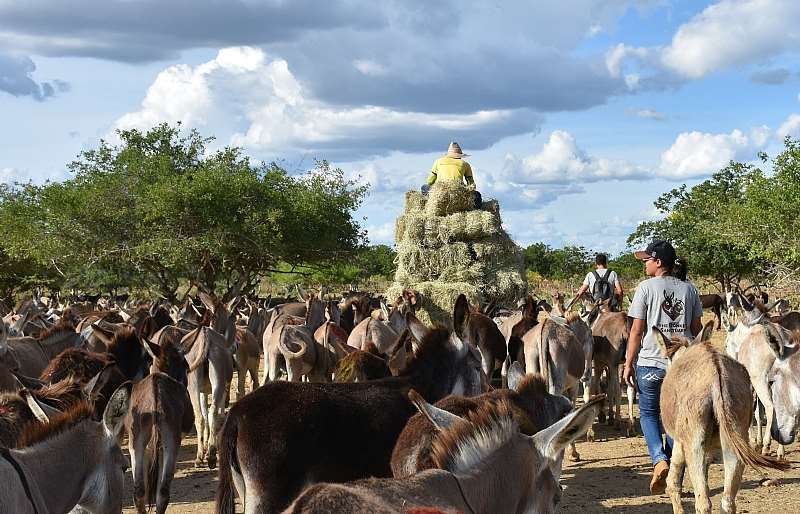 Brazil, Donkeys Feeding. Credit - The Donkery Sanctuary