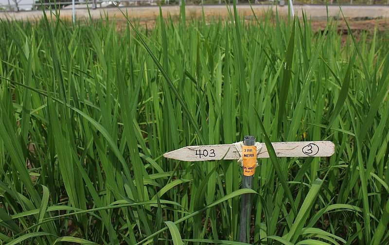 723202020641-osjvm0y442-newest-rice