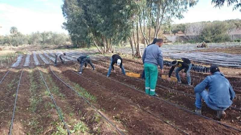 77202632113-txobredq5l-planting
