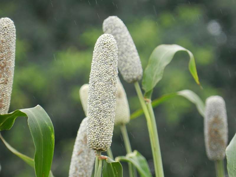 Akad-kom Naara 12cm In Length Drought Resistant Variety At Maturity On The Field (2)