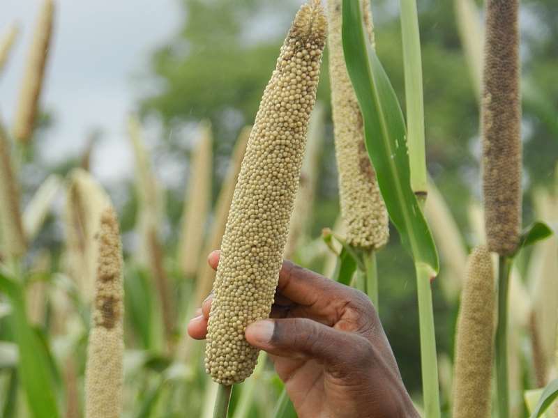Afribeh-naara (21cn In Length) Drought Resistant