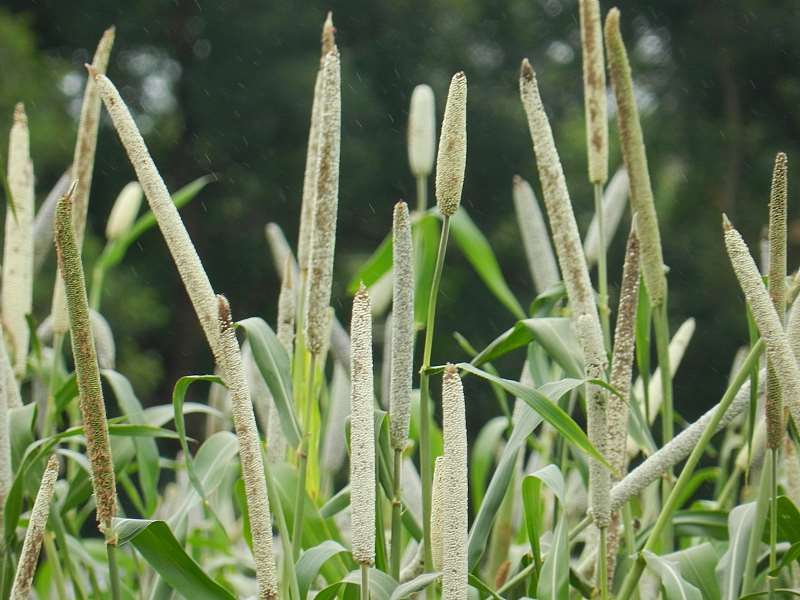 Kaanati Naara (panicle Length 27cm)