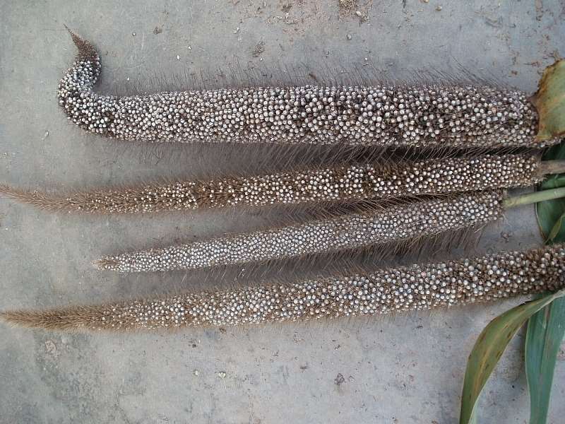 Naad-kohblug (panicle Length 31cm). The Bristtled Variety, Drought Tolerant And Pest Resistant