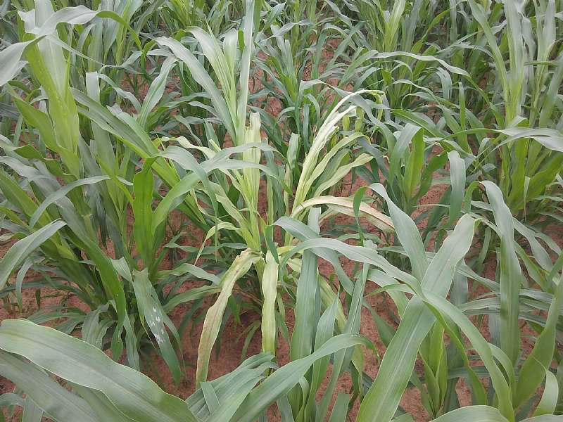 Naara The Early Millet At Its Earlt Stage (75 Days Maturity)