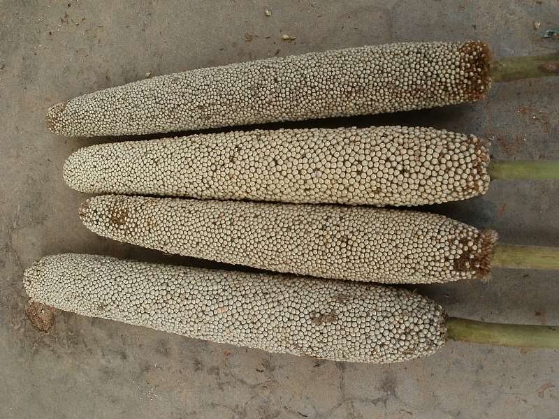 Waapp-naara (panicle Length23 Cm) After Harverst