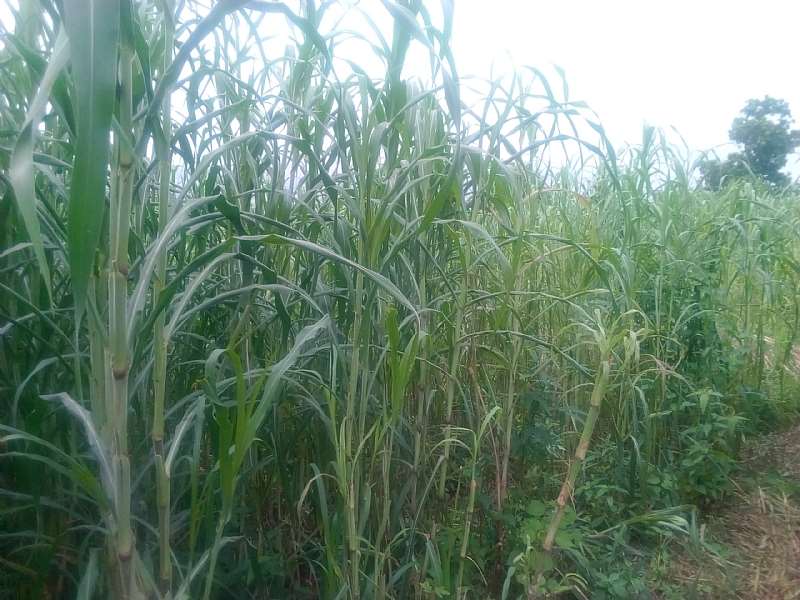 Zea Plant The Late Millet ( Maturing In 120 Days) Flowers Only In Ausgust And September Even When Planted In January