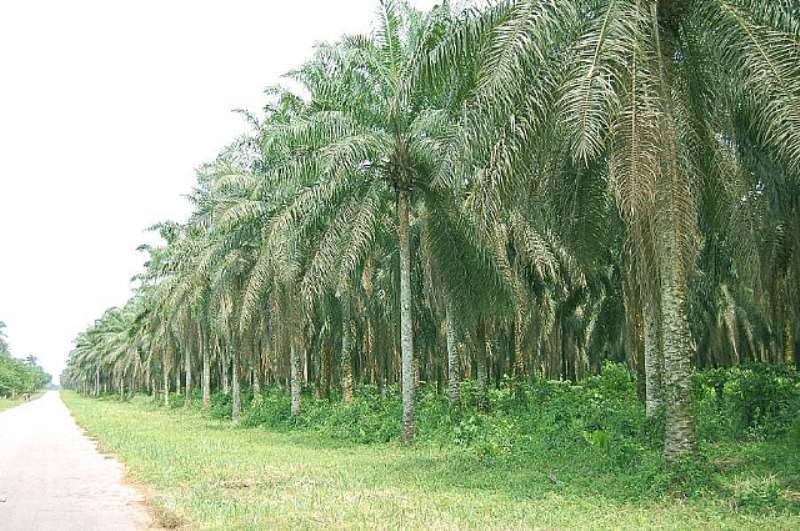 AGRIC 002 OIL PALM DEVELOPMENT IN RIVERS STATE