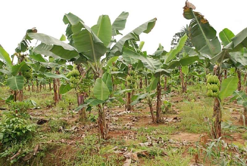 AGRIC 008 THE BANANA PLANTATION