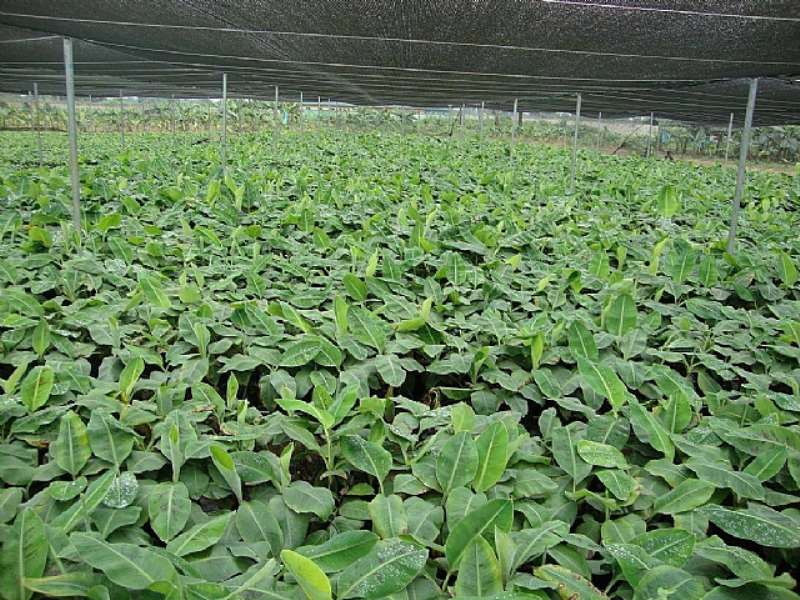 AGRIC 010 ONE OF THE MAGICAL FARMS OF GOV AMAECHI