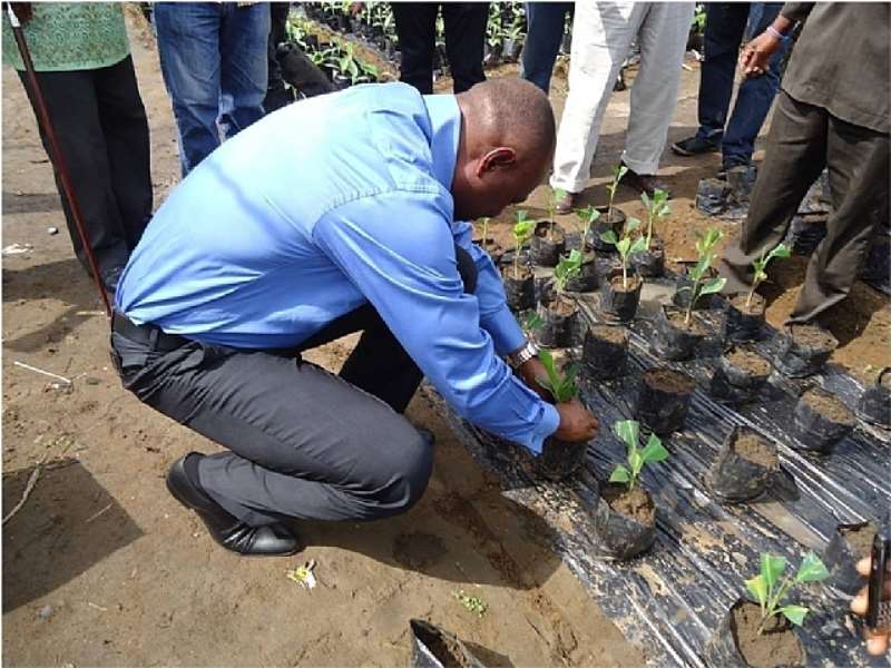 AGRIC 10 - THE HON. COMMISSIONER FOR AGRIC. PLANTS A MERISTEM
