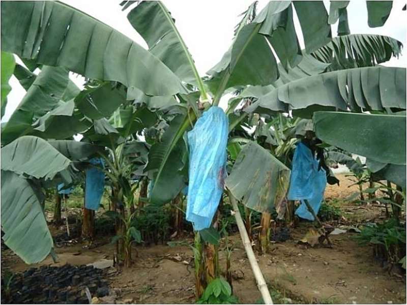 AGRIC 12 - THE PLANTATION TODAY