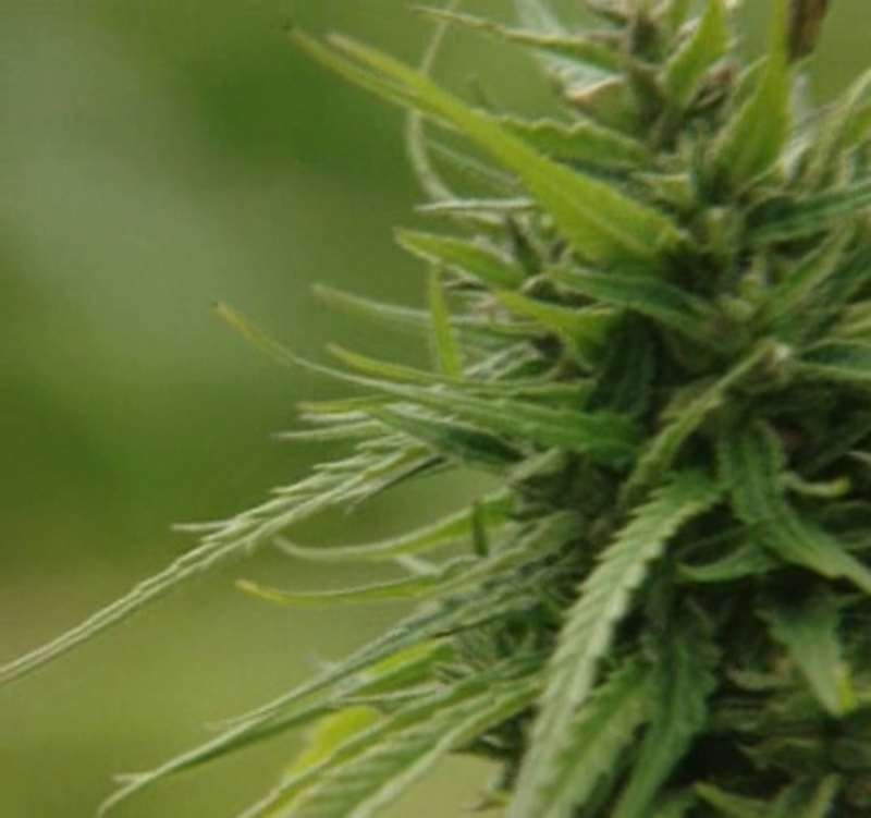 g30nfr5edx hemp2
