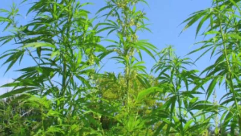 GANJA PLANT