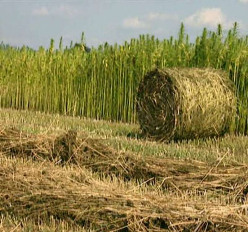 HEMP ON FIELD
