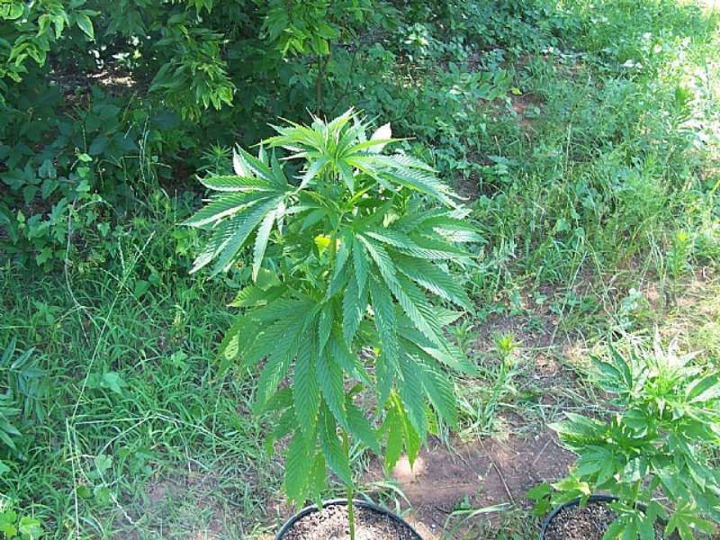 hmco2srfe8 ganja
