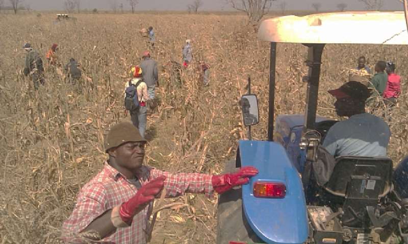 Section of personnel harvesting a portion of the maize farm