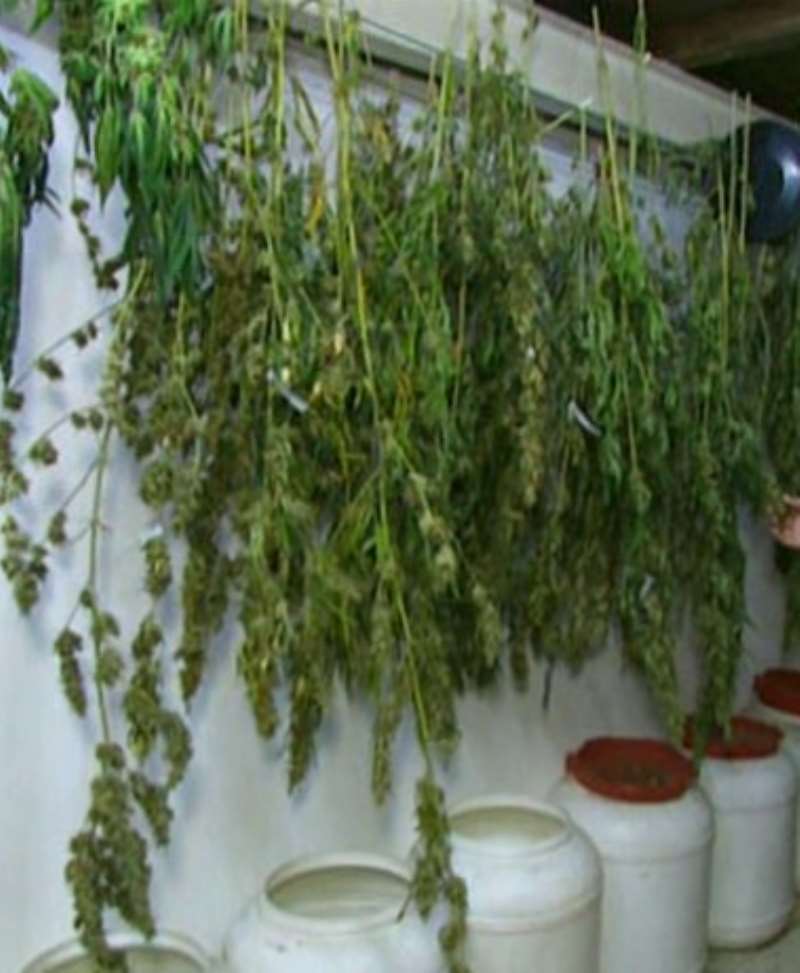 WEED IN LAB