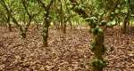 Cocoa farm