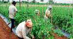Saving Half a Billion Dollars: Mahamas Strategic Tomato Partnership to Cut Import Costs