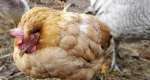 Eimeria species a Silent Poultry Parasite Threatens Ghana’s Agribusiness, Causing Massive Economic Losses