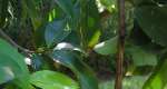 That Soursop Leaf You Sweep Away Could Be Fighting Prostate Cancer-New Ghanaian Study