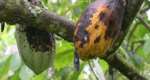 Mitigating the Impact of Cocoa Swollen Shoot Virus Disease in Atwima Mponua