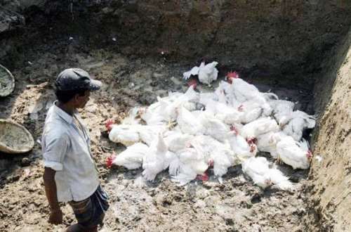 A/R: 4,000 birds killed in Atwima Kwawoma over outbreak of ‘bird flu'
