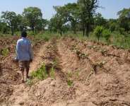 The Cry Of Yam Farmers In Ghana