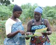 Sharubutu, ARCN and The Challenges of Food Security