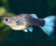 Pregnant Fish