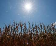 A corn field in Libourne near Bordeaux as drought conditions worsen following a heatwave and water shortages across much of France, August 11, 2026 - Stephanie Lecocq, Reuters