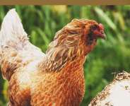 chicken manure fertilizer