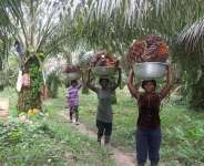 OPDAG Sounds Alarm On Vegetable Oil Smuggling Amid Ghanas Palm Oil Supply Gap