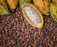 Refusing to think, Ghana’s Cocoa sector