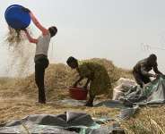 Farmers harvest rice in Benue state, north-central Nigeria, in January 2022. - AP - Chinedu Asadu