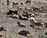 Record high temperatures during the summer in France produced scorched fields and led to livestock losses. - AFP - GABRIEL BOUYS