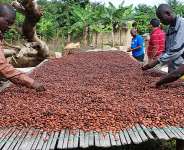 Cocoa Prices Plunge Ahead of Festive Season
