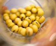File photo, genetically modified cowpea