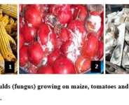 Poisonous substances (Mycotoxins) in foods; a silent killer in Ghana.