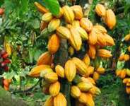 Cocoa plant