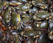 Crab Farming in Ghana: An Overlooked Aquaculture Opportunity