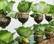 Innovative Cabbage Farming in Ghana: The Plastic Bottle Method