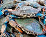 Crab Aquaculture: A High-Income Venture Ghana Has Yet to Explore