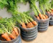Carrots grown bottles