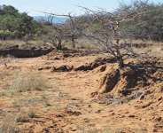 Corporate Poisoning of Agricultural Land in Rural South Africa: The Silent Scorched-Earth Policy