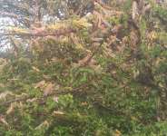 African Governments Must Not Take Desert Locust Invasion Lightly, PACJA