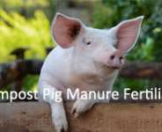 How to Compost Pig Manure into Organic Fertiliser
