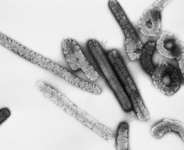 Fighting Superbugs with Viruses: A Faster Way to Detect Infection