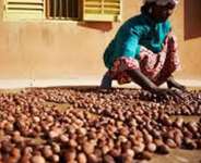 Sheanuts: The Northern Cocoa of Ghana and the Call for Government Intervention