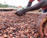 Ghana’s Agribusiness Revolution: Profitable Opportunities, Challenges, and the Future of Farming